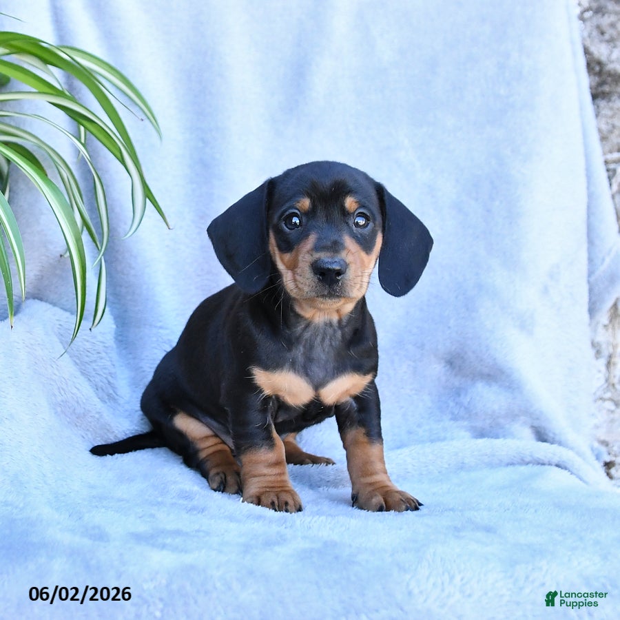 Miniature Dachshund dogs Blossom - Ad 2