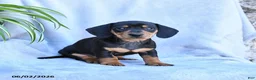 Miniature Dachshund dogs for sale: Blossom - Ad 2