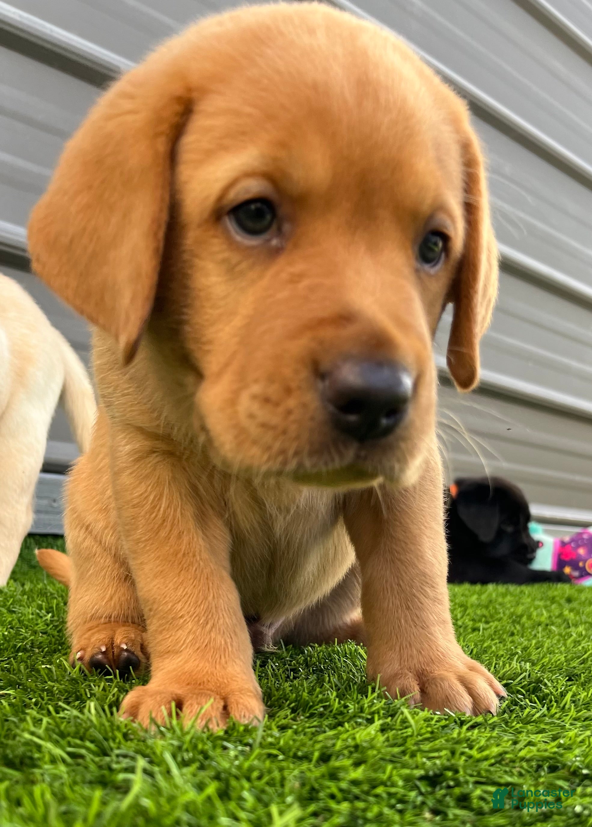 Labrador Retriever dogs Brioche Yell Male - Ad 2
