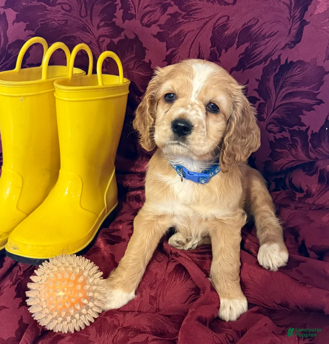 Cocker Spaniel dogs for sale: Cocker Spaniel Puppy AVA - Ad 1