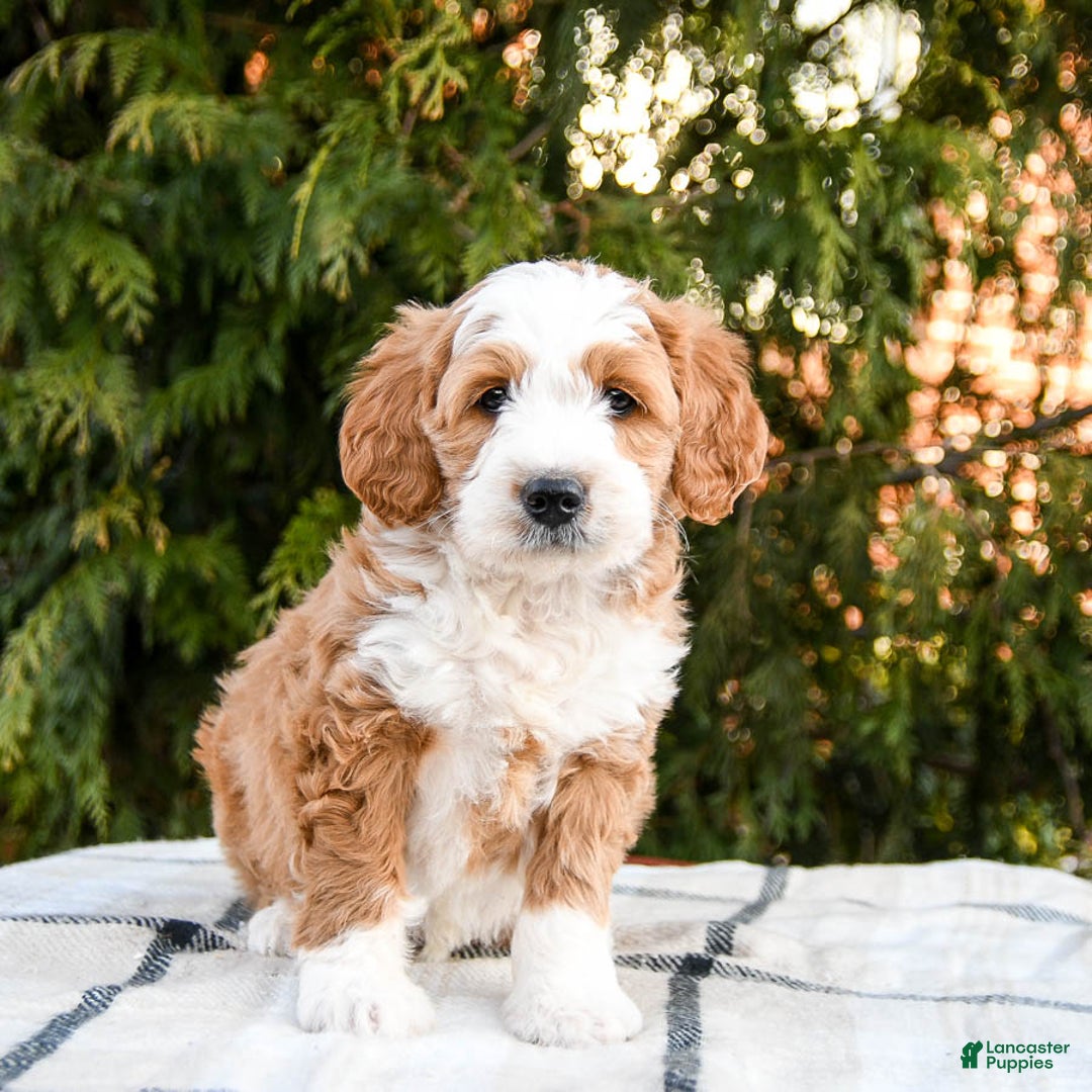 Mini Bernedoodle dogs for sale: Amigo - Ad 2