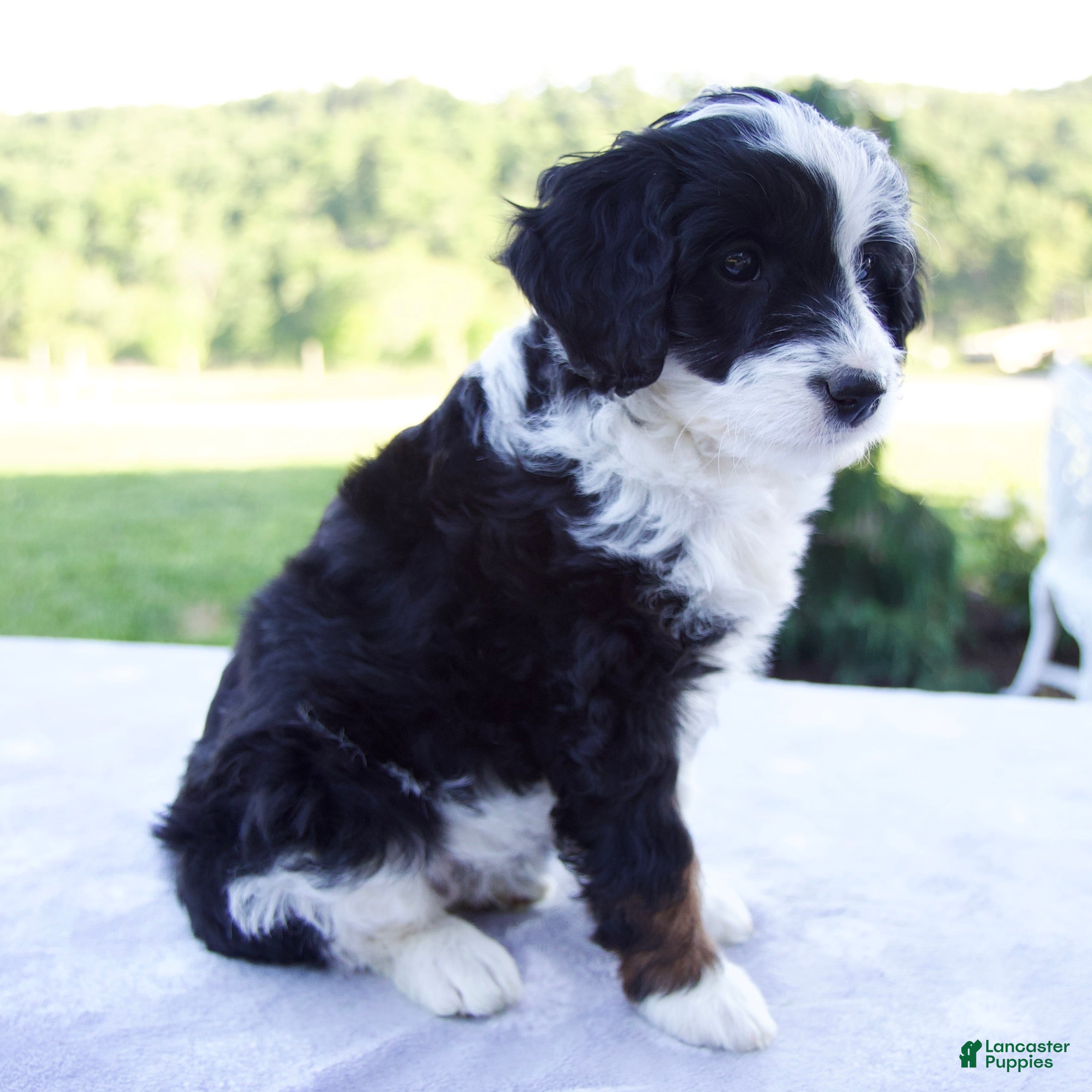 Mini Bernedoodle dogs Fiona - Ad 2