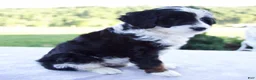 Mini Bernedoodle dogs for sale: Fiona - Ad 2