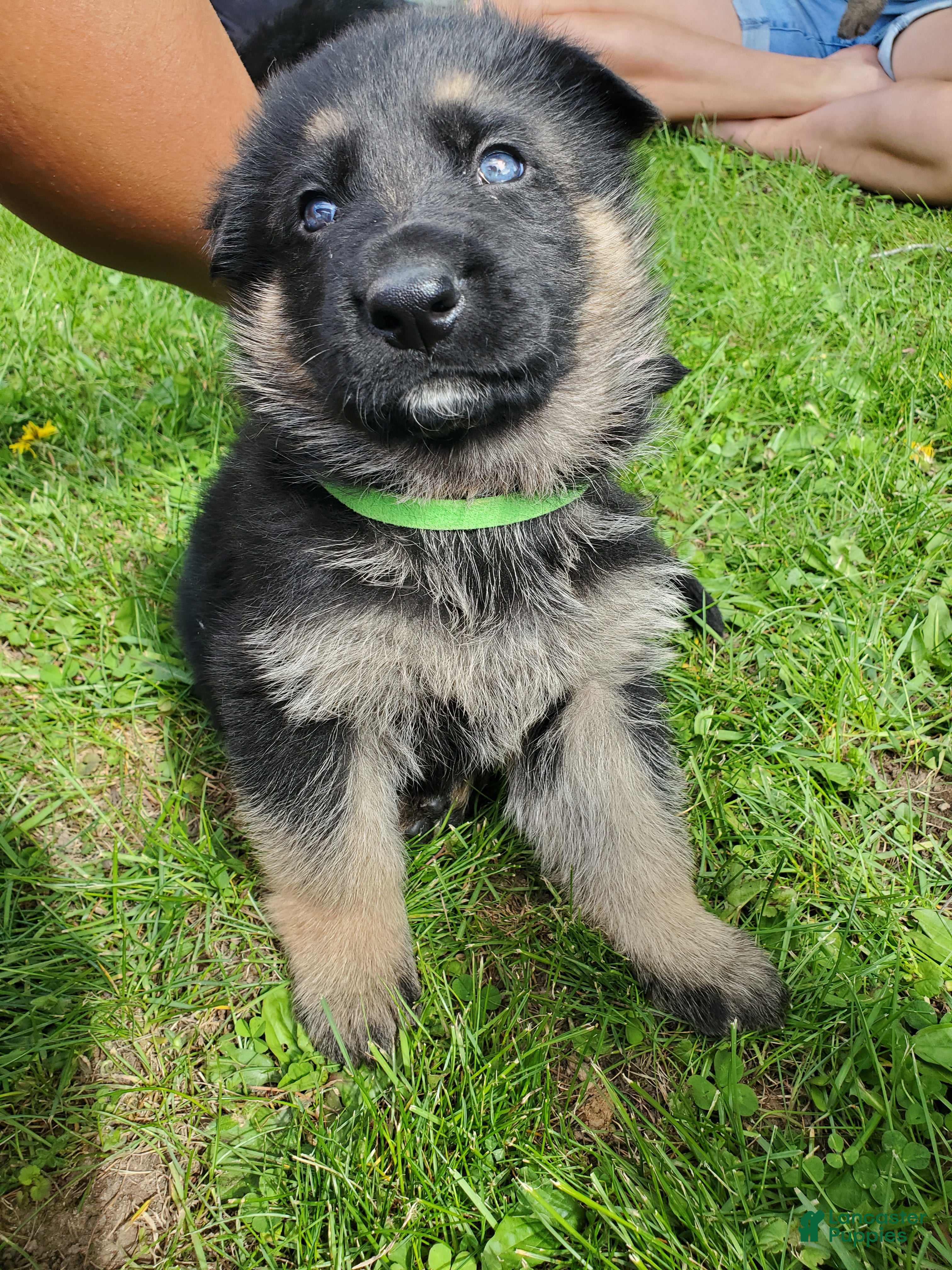 German Shepherd dogs Delta - Ad 6