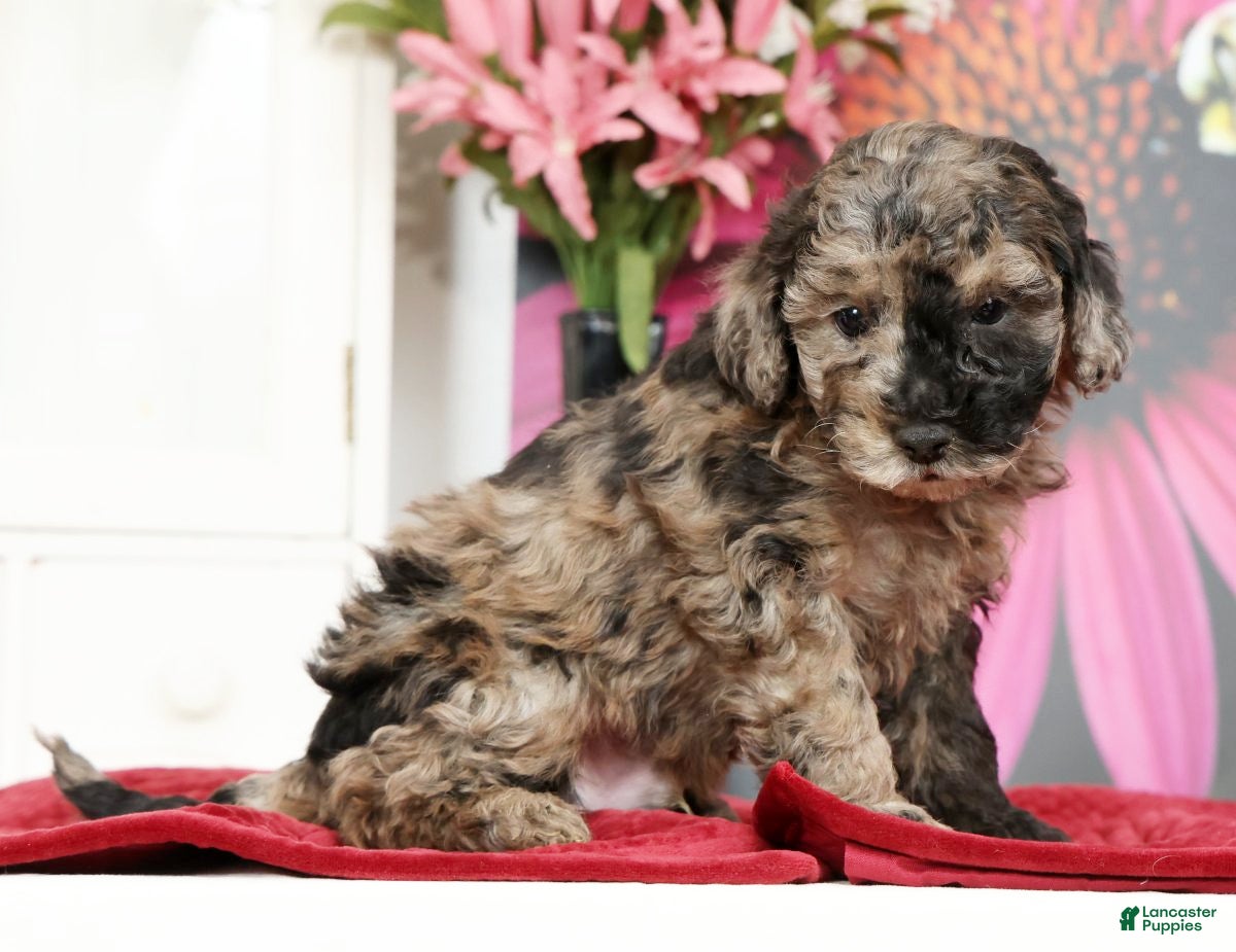 Miniature Poodle dogs Niles - Ad 2