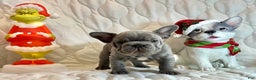 French Bulldog dogs for sale: River  - Ad 1