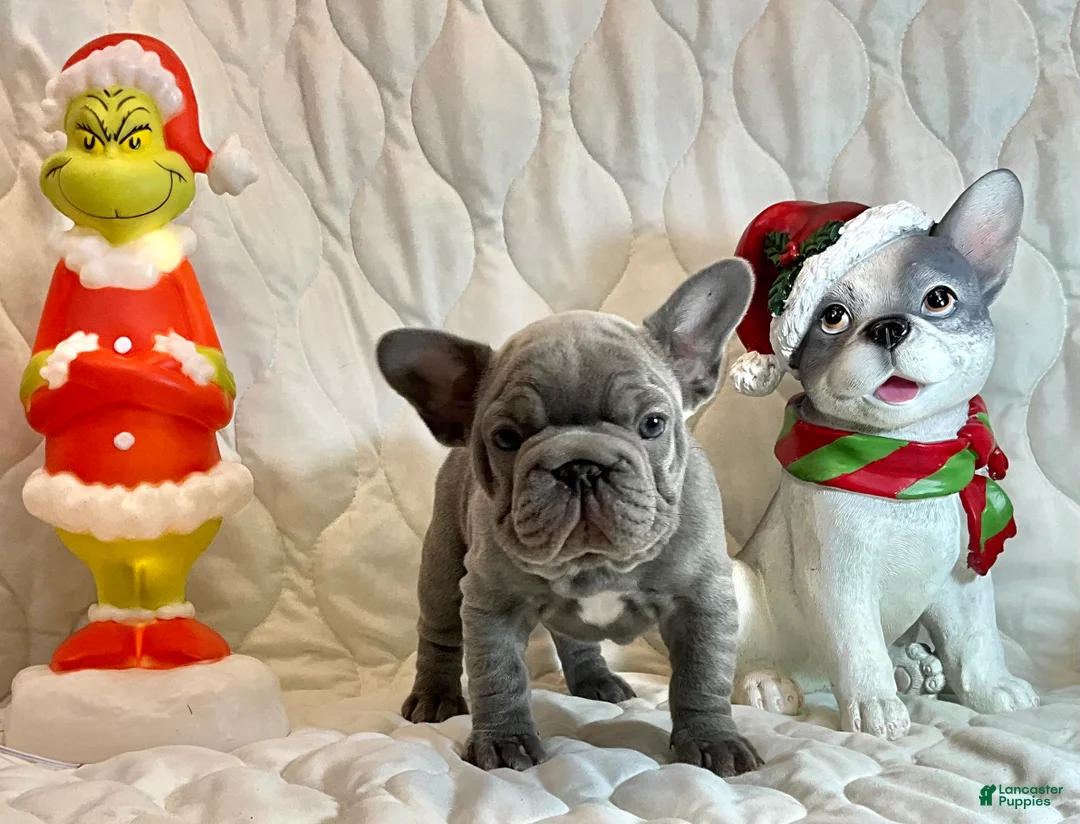 French Bulldog dogs for sale: River  - Ad 19