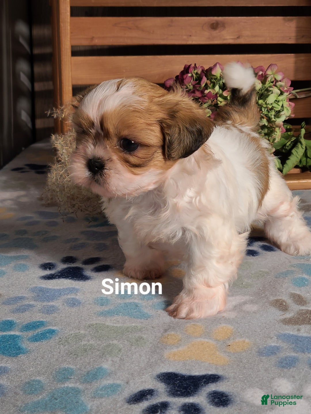 Shih Tzu Puppies for sale Lancaster Puppies