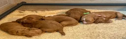 Cockapoo dogs for sale: Belle - Ad 4
