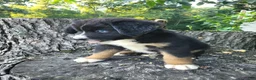 Mixed Breed dogs for sale: Teddy - Ad 5