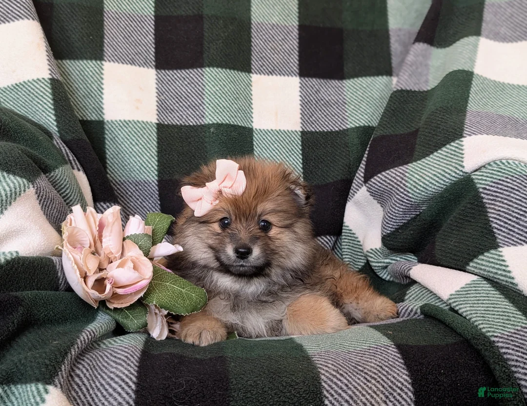 Pomeranian dogs for sale: Jennalyn - Ad 6