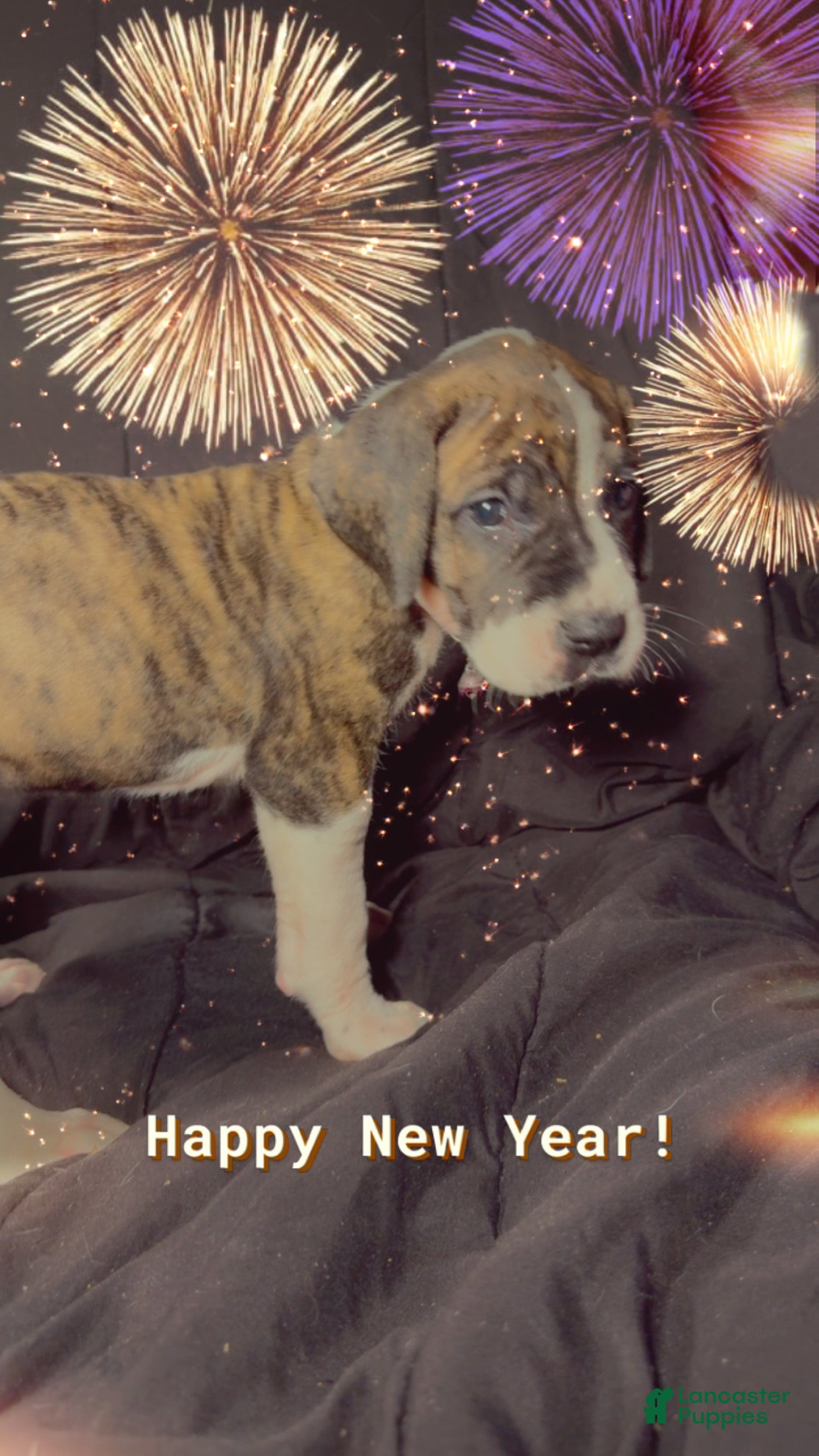 Great Dane dogs Lily - Ad 40