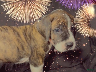 Great Dane dogs Lily - Ad 42