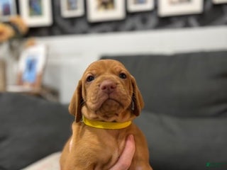 Vizsla dogs - Ad 5
