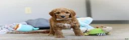 Standard Poodle dogs for sale: Josie AKC - Ad 4