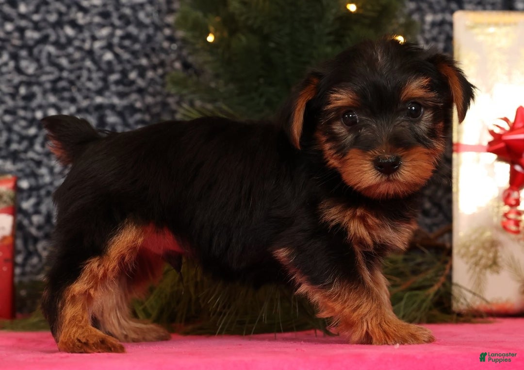 Yorkshire Terrier dogs for sale: Marlon - Ad 6