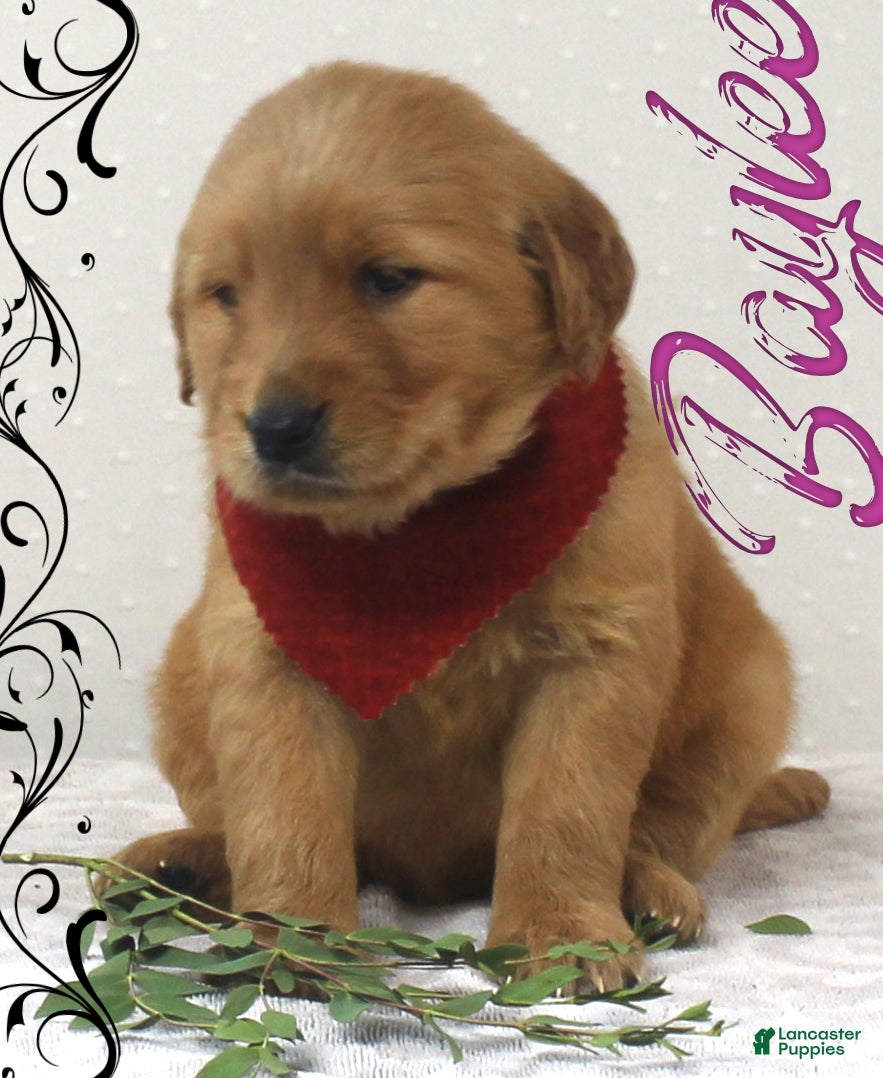 Golden Retriever dogs Baylee - Ad 6