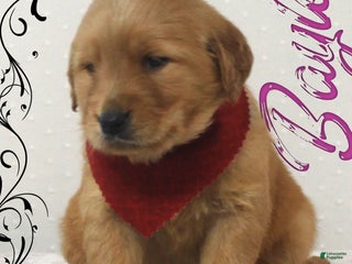 Golden Retriever dogs Baylee - Ad 6