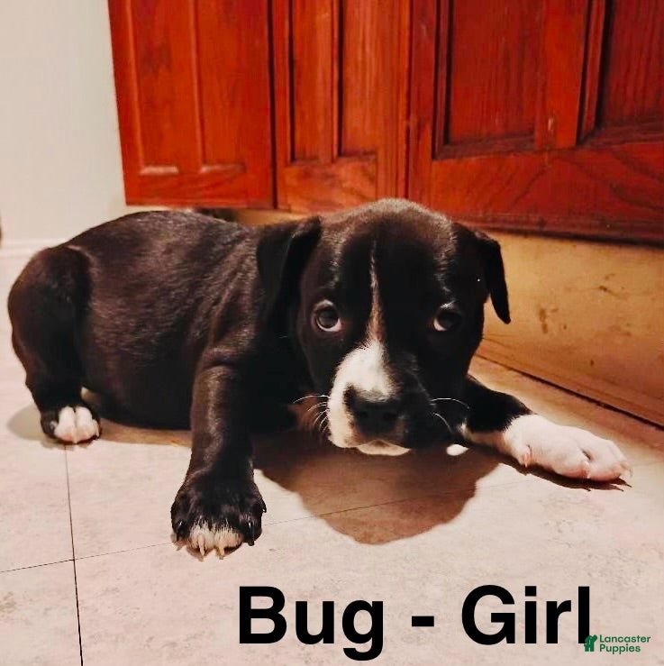 Mixed Breed dogs Bug - Ad 16