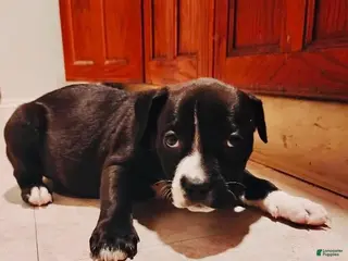 Mixed Breed dogs Bug - Ad 16