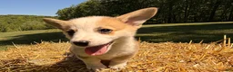 Welsh Corgi Pembroke dogs for sale: Floyd - Ad 18