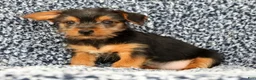 Yorkshire Terrier dogs for sale: Andrew - Ad 6