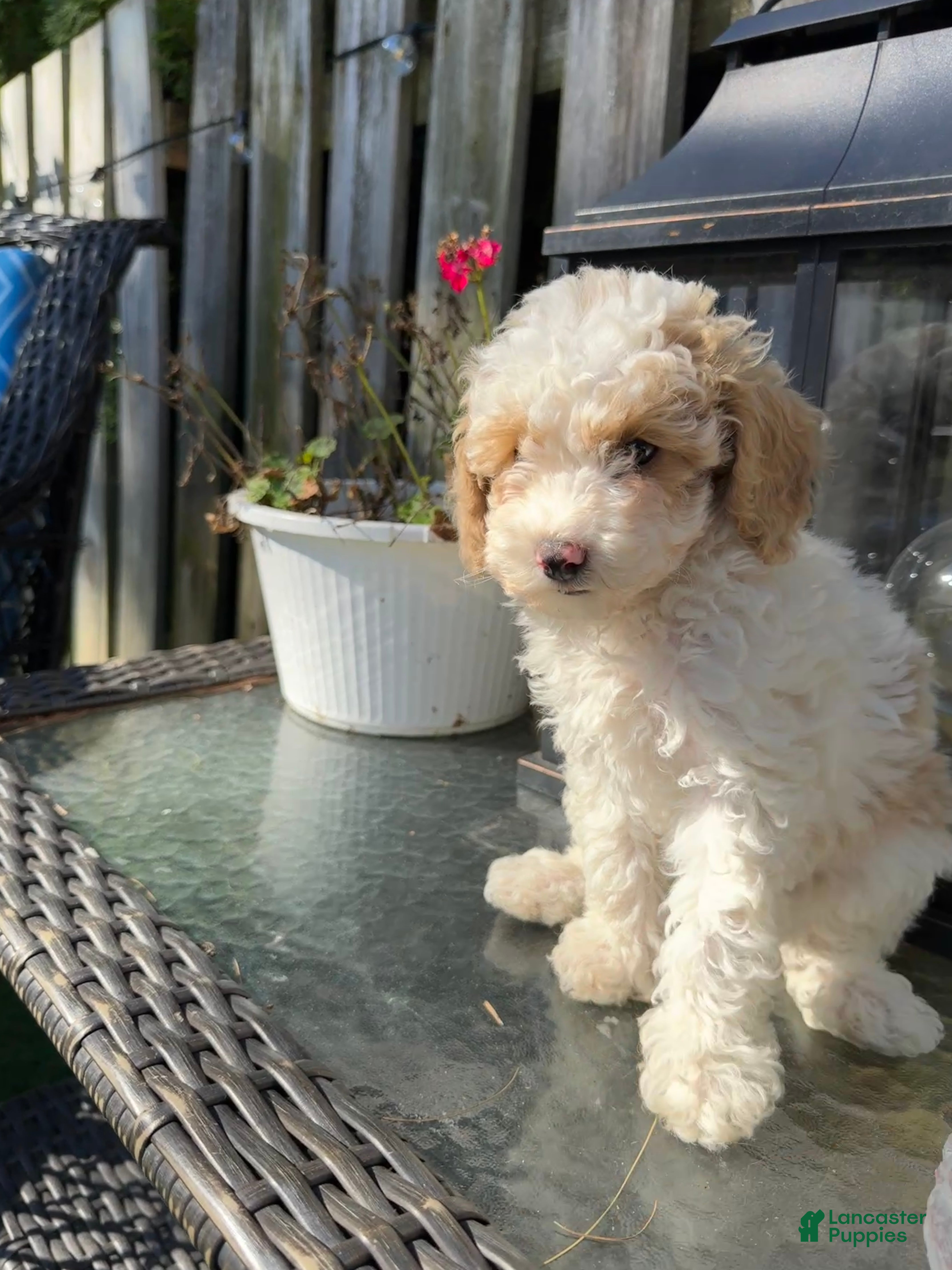 Toy Poodle dogs Willow - Ad 2