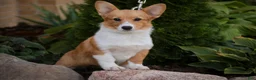 Welsh Corgi Pembroke dogs for sale: Josie Welsh Corgi Pembroke  - Ad 4