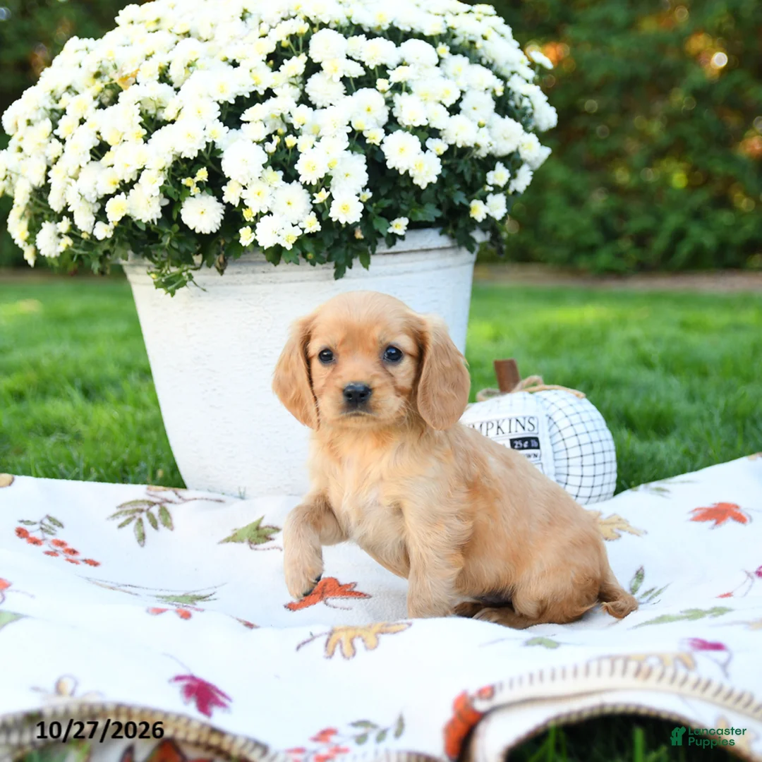 Golden Retriever dogs for sale: Lindsey - Ad 2