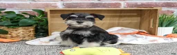 Miniature Schnauzer dogs for sale: Julius - Ad 4