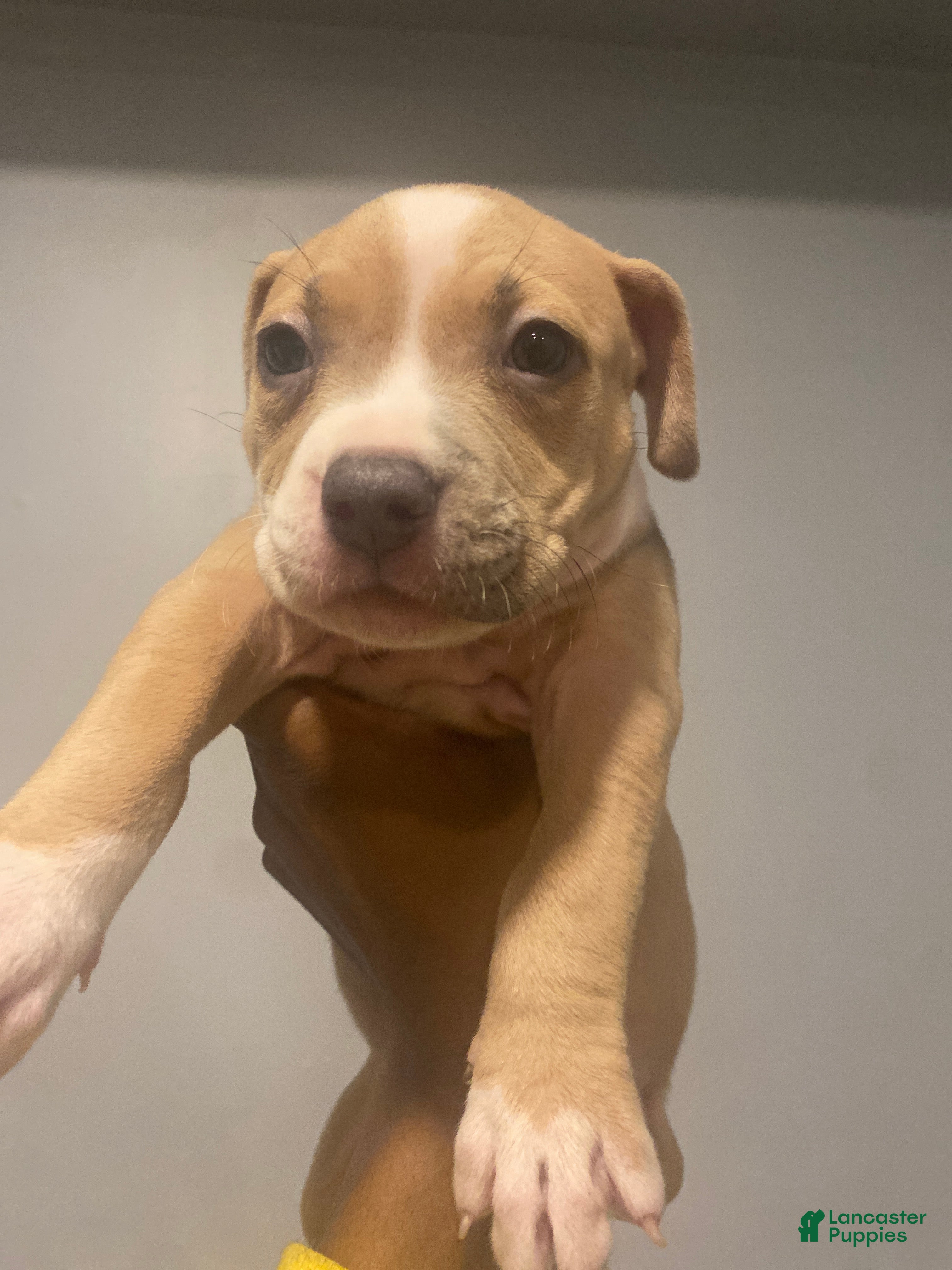 American Pit Bull Terrier dogs for sale: American Pit Bull Terrier Puppy 5 - Ad 1