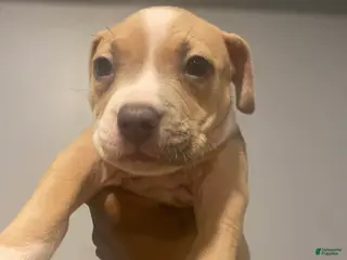 American Pit Bull Terrier dogs American Pit Bull Terrier Puppy 5 - Ad 41