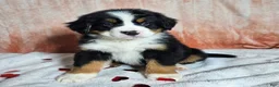 Bernese Mountain Dog dogs for sale: Bentley  - Ad 7