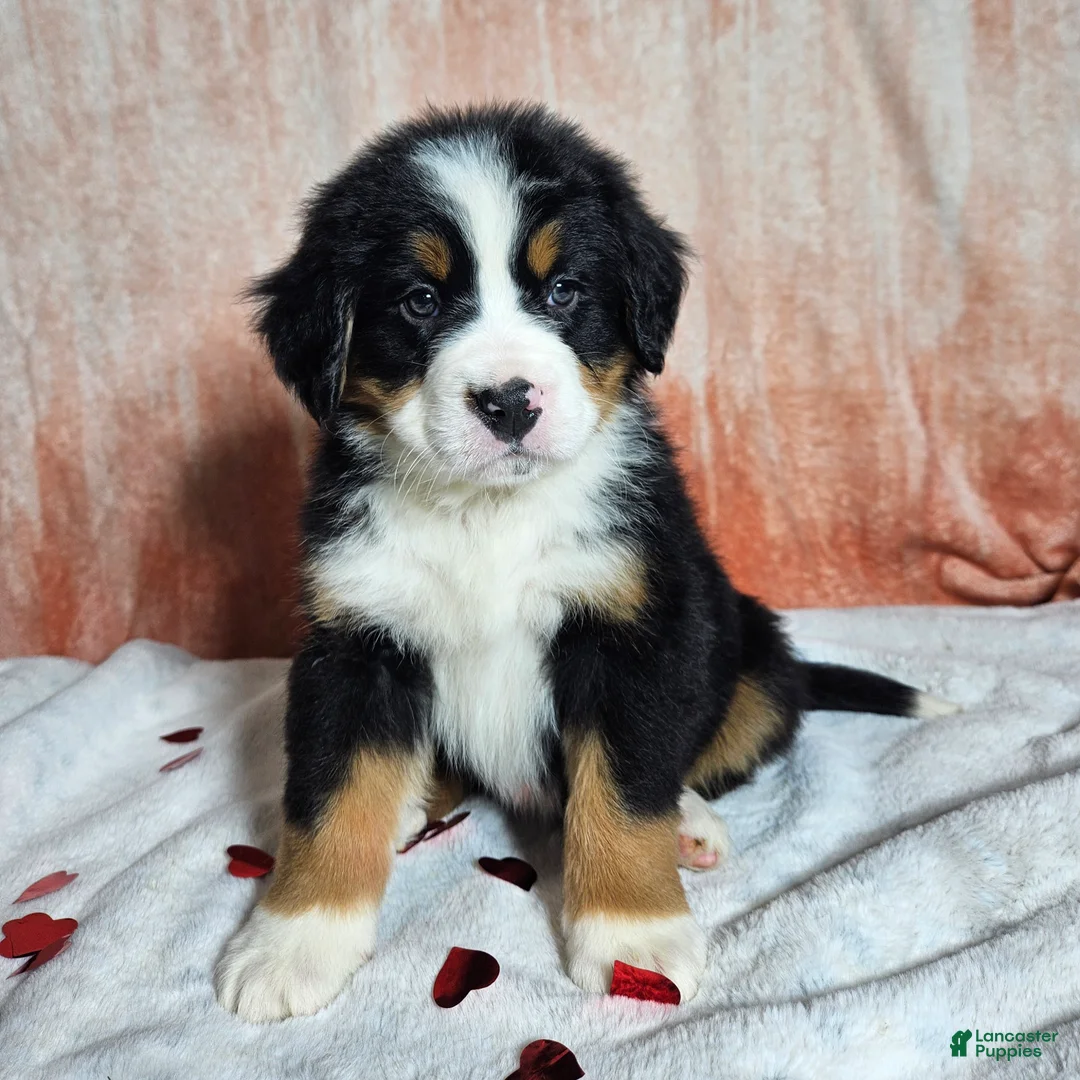 Bernese Mountain Dog dogs for sale: Bentley  - Ad 7