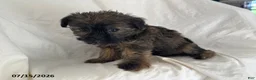 Shorkie dogs for sale: Ethan - Ad 5