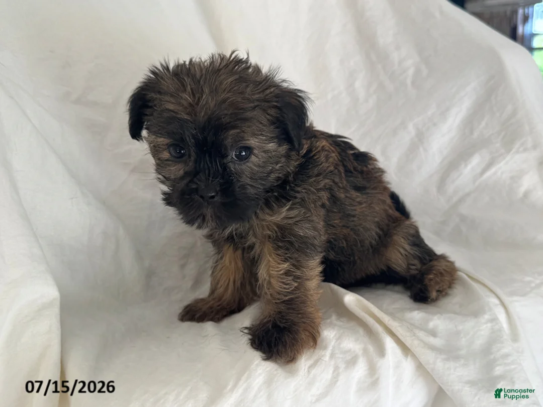 Shorkie dogs for sale: Ethan - Ad 5