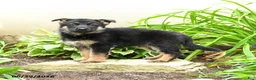 German Shepherd dogs for sale: Kristina - Ad 5