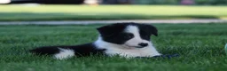 Border Collie dogs for sale: Waylon - Ad 5