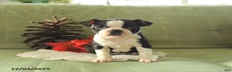 Boston Terrier dogs for sale: Oliana - Ad 3