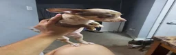Chihuahua dogs for sale: Chihuahua 1 - Ad 2