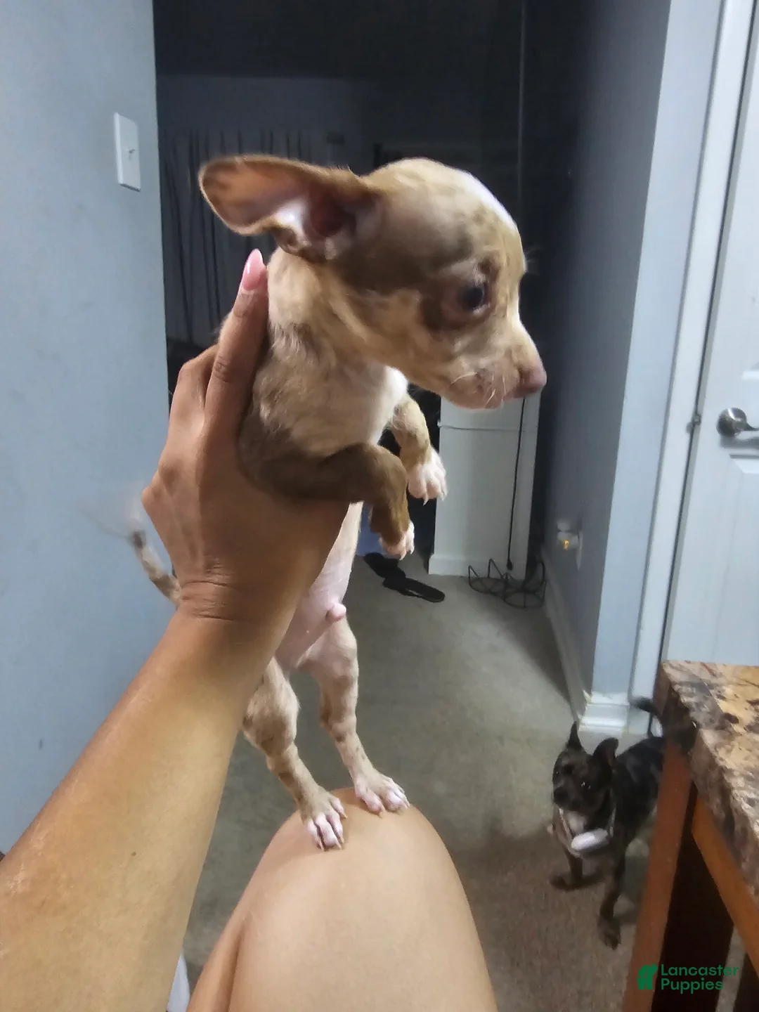 Chihuahua dogs for sale: Chihuahua 1 - Ad 2