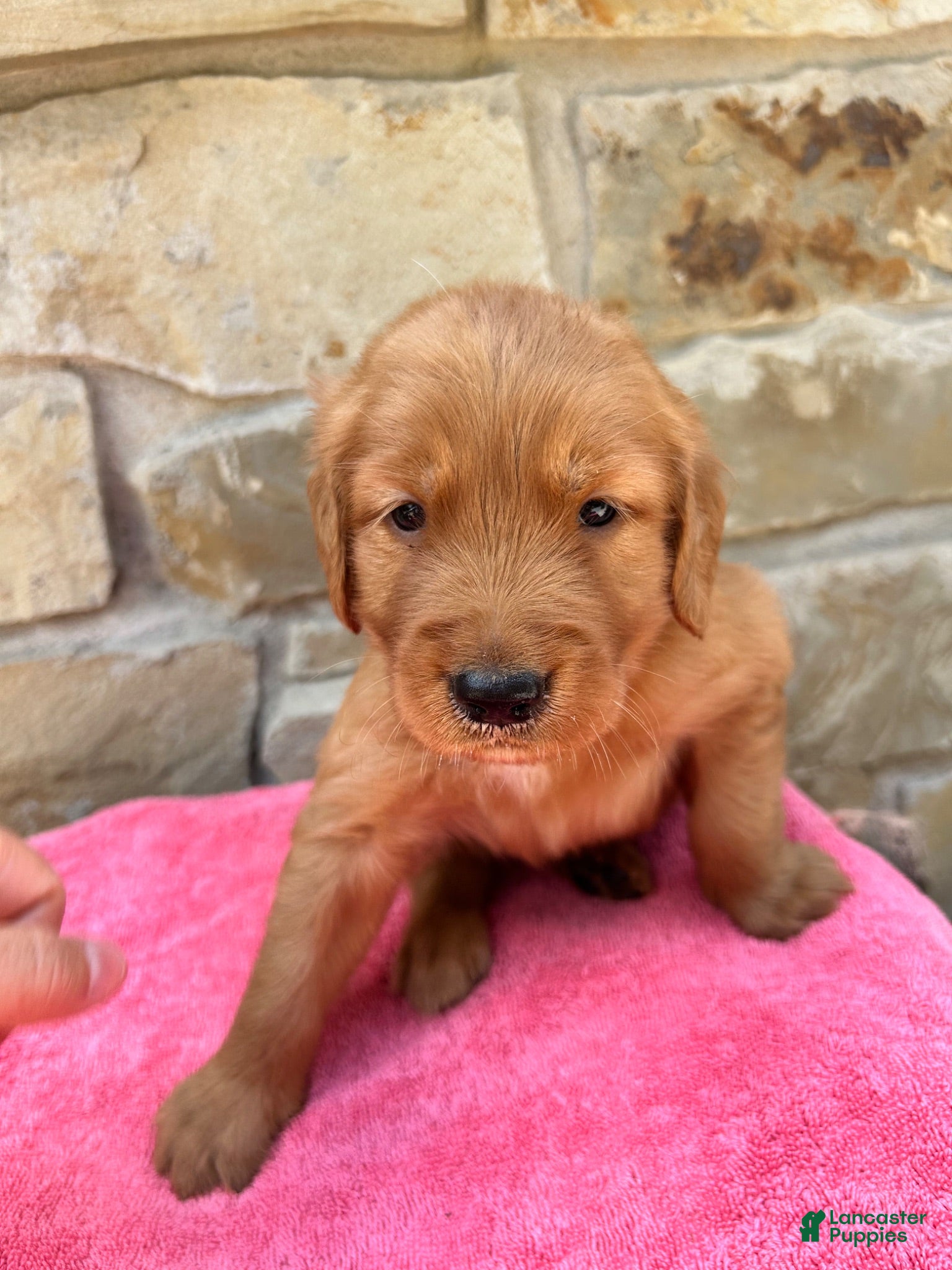 Golden Retriever dogs Golden Retriever 2 - Ad 19
