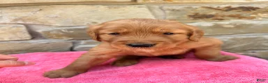Golden Retriever 2