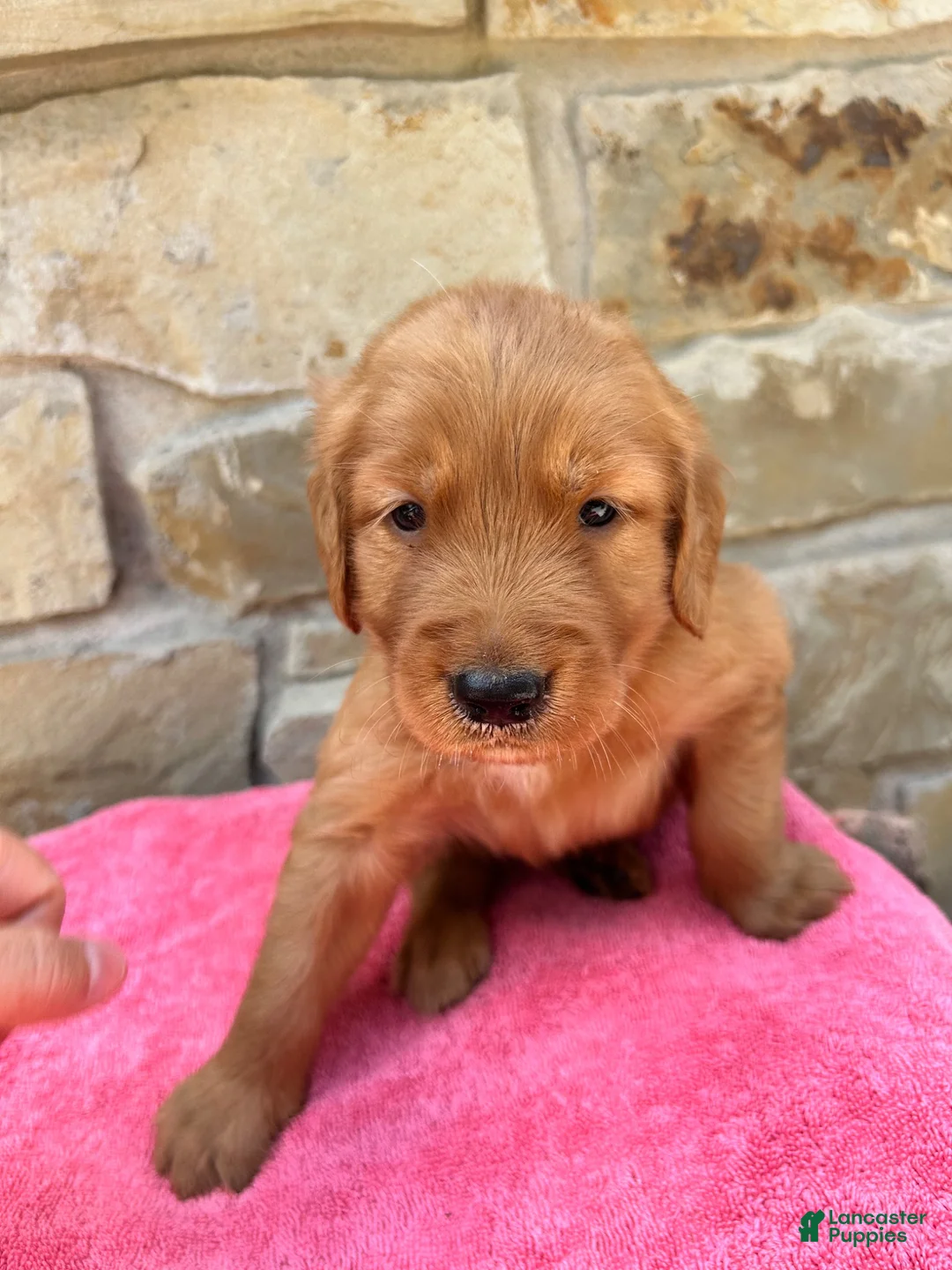 Golden Retriever dogs for sale: Golden Retriever 2 - Ad 1