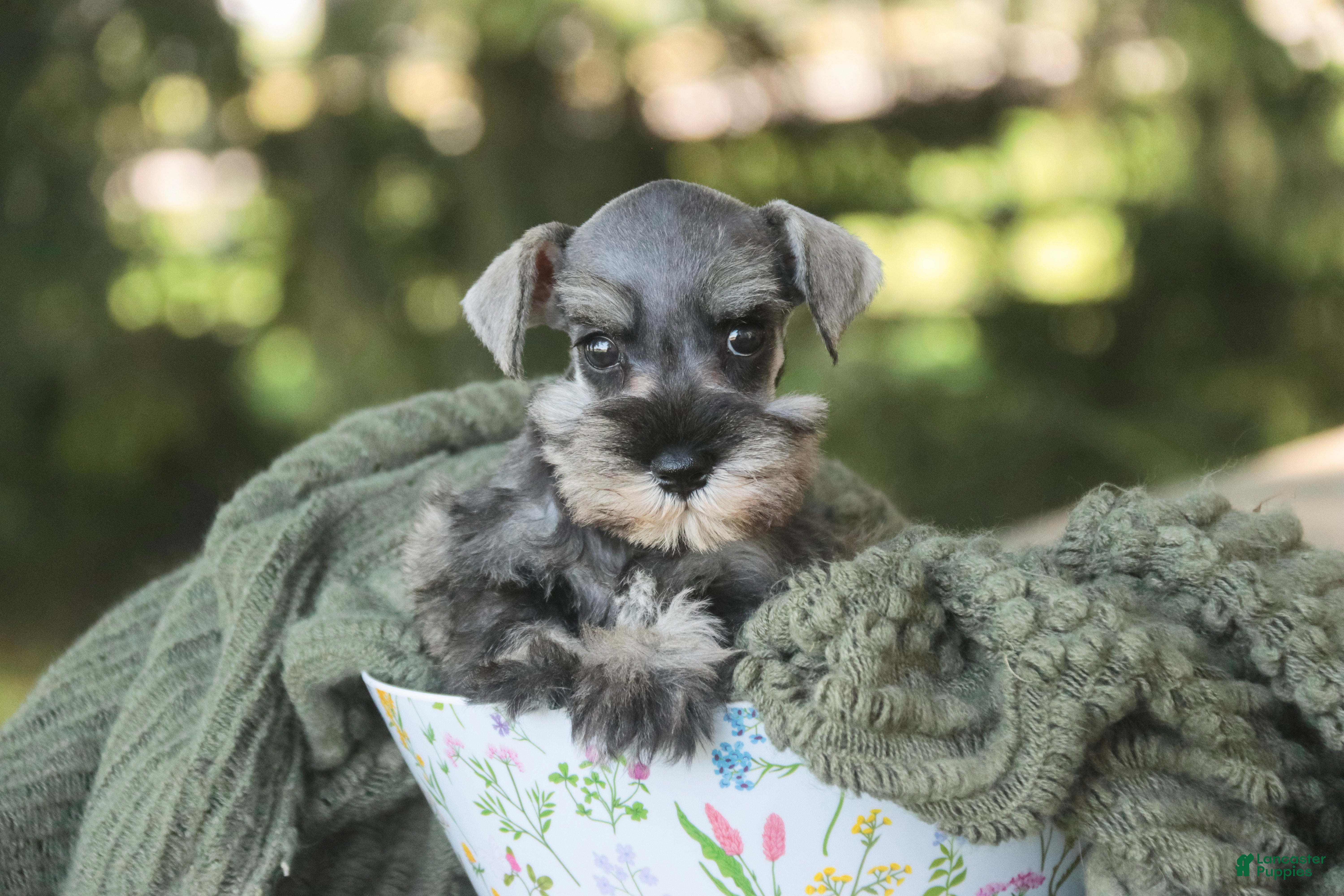 Miniature Schnauzer dogs Qeleigh Miniature Schnauzer  - Ad 2