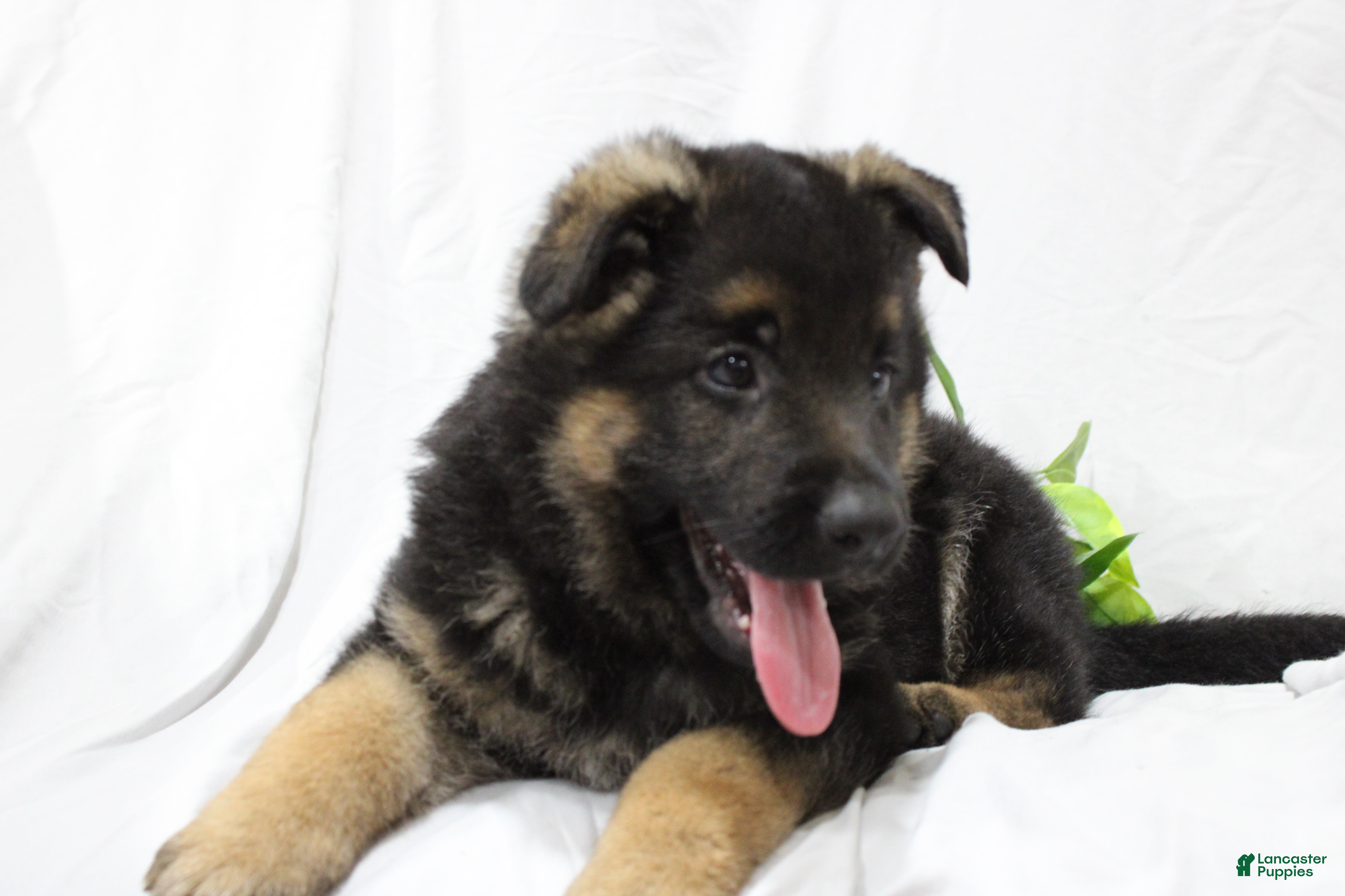 German Shepherd dogs Ellie  - Ad 2