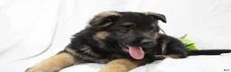 German Shepherd dogs for sale: Ellie  - Ad 2