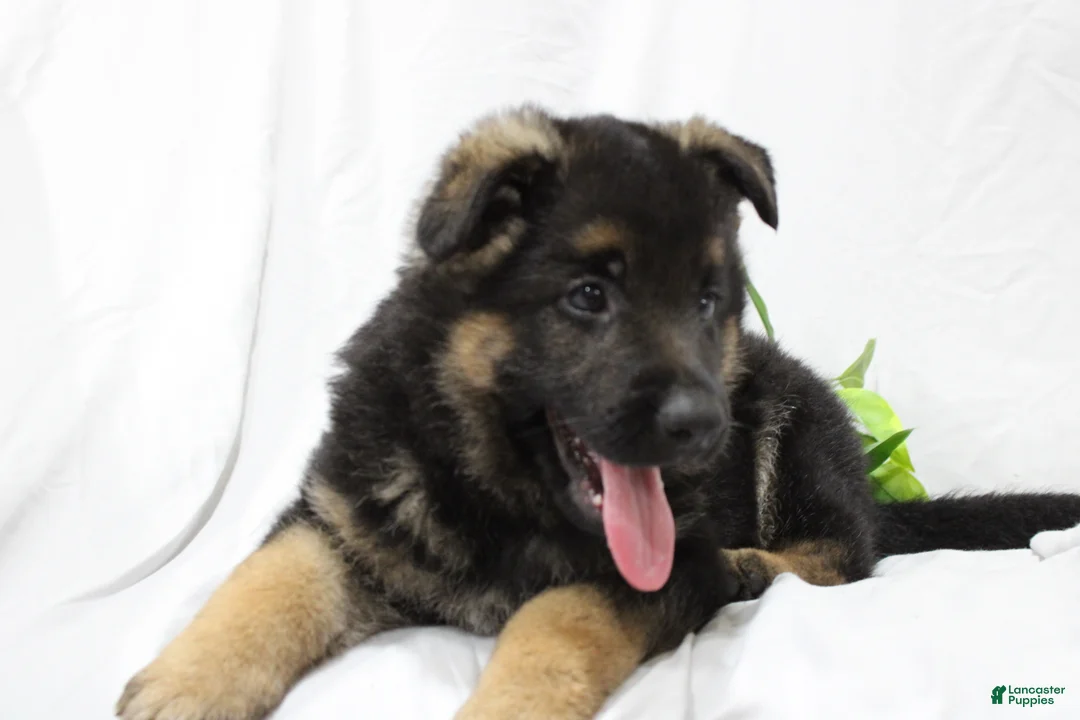 German Shepherd dogs for sale: Ellie  - Ad 2