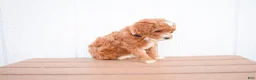 Miniature Poodle dogs for sale: Dixie 💕🐶 - Ad 4