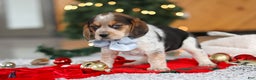Beagle dogs for sale: Noah - Ad 5